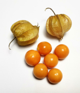PHYSALIS