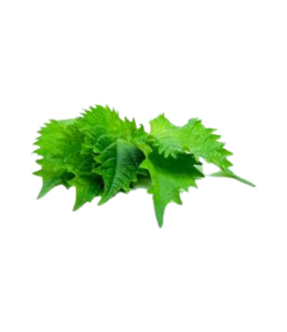 Shiso Vert