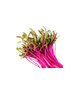 micro-pousses-de-betterave