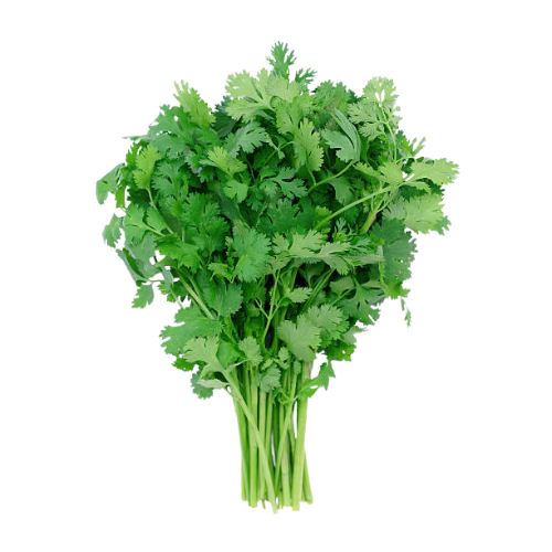 CORIANDRE (vietnamien)