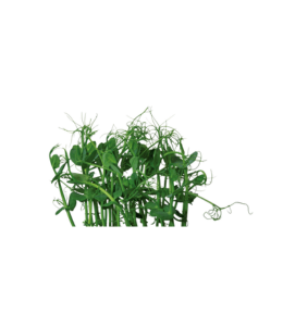 affilla-cress