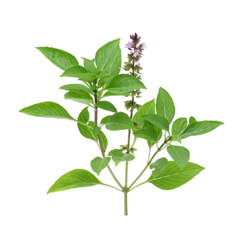 BASILIC ( thailandais) (français)