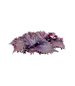 shiso-violet