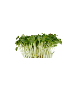 daikon-cress